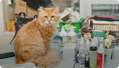 Pet Care